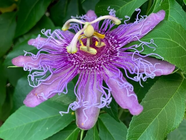 パッションフルーツの花（果物時計草）