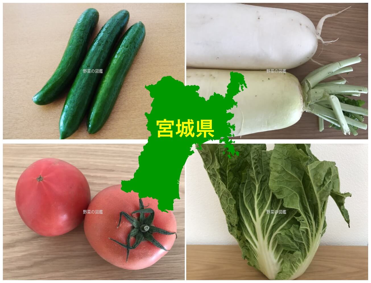 宮城県の野菜収穫量（きゅうり・大根・トマト・白菜）