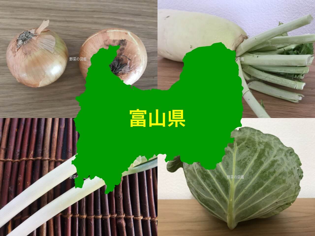 富山県の野菜収穫量（玉ねぎ・大根・ネギ・キャベツ）